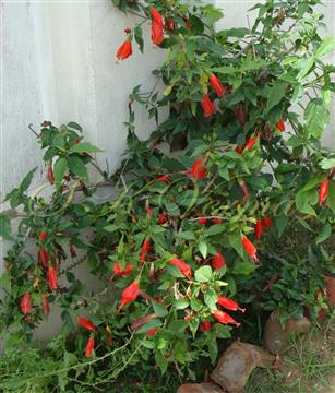  Plant